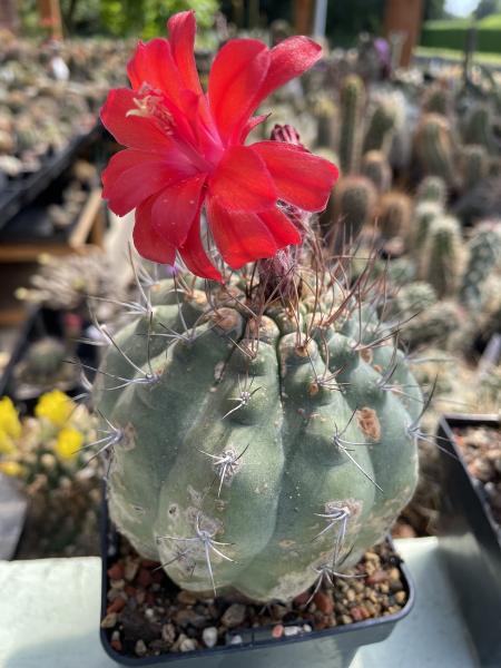 Submatucana madisoniorum